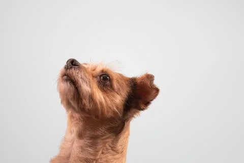 Close up of a wired haired tarrier nose up in the air Stock Photos
