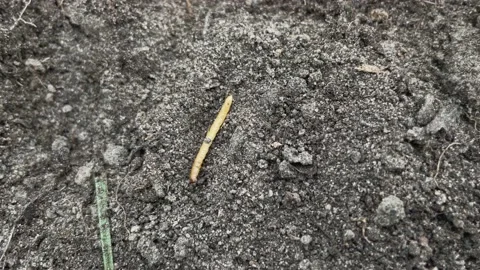 Close up of wireworm on the ground Stock Footage 189970355