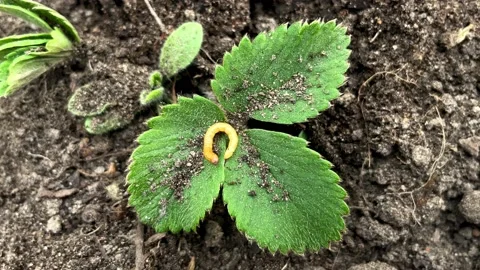 Close up of wireworm on the ground Stock Footage 189971335