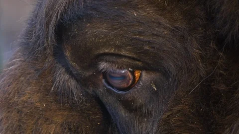Close up of wisent eye Stock Footage 122180668