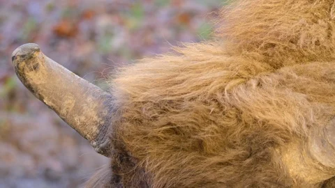 Close up of wisent head Stock Footage 122180272