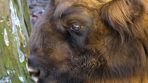 Close up of wisent head Video stock 122180295
