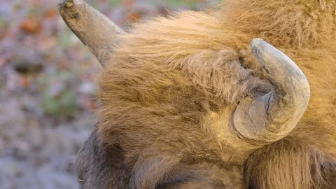 Close up of wisent head Stock Footage 122180784