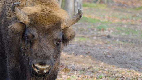Close up of wisent head Video stock 122180889
