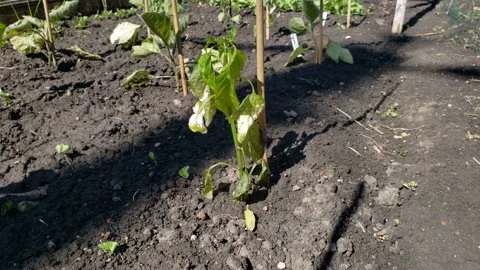 Close up of withered and dying pepper plant in the back yard after frost Video stock 235369273