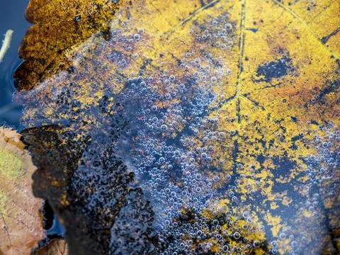 Close-up of a withered autumn leaf floating on water Stock Photos