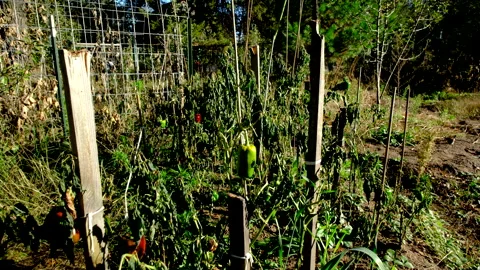Close up of withered bell pepper plant swaying in wind and moving camera away Stock Footage 327102911