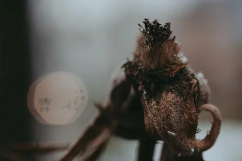 Close up of a withered brown plant stem with artistic bokeh light circles Stock Photos
