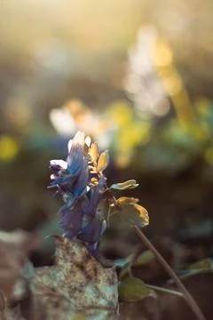 Close up withered corydalis solida flower in sunlight concept photo Stock Photos
