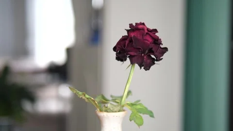 Close-up of a withered dark red rose in a ceramic vase for concept of aging Видео 332932860