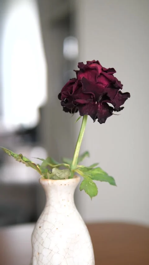 Close-up of a withered dark red rose in a ceramic vase for concept of aging Видео 332932875