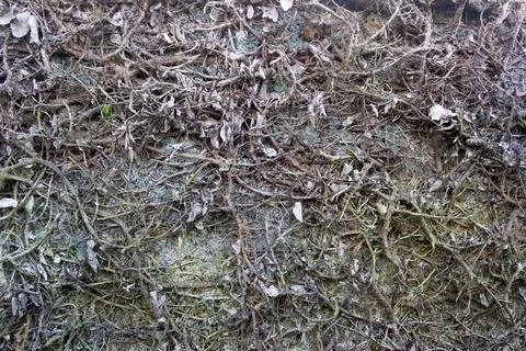 Close up withered dry leaf wall hedgerows Stock Photos