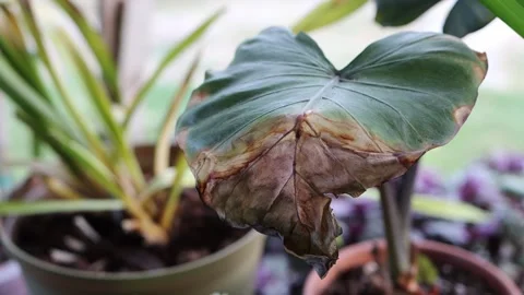 Close Up Of Withered House Plants Stockbeeldmateriaal 252565099