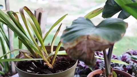 Close Up Of Withered House Plants Switch Focus From One To Another Stock Footage 252565098