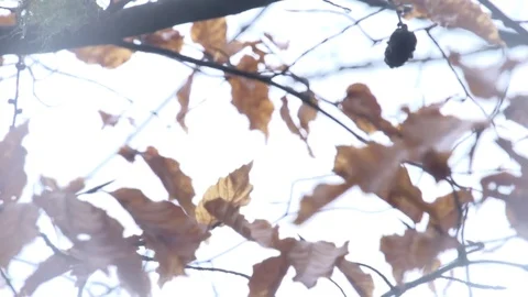 Close up of withered leaves on tree Stock-Footage 71390448