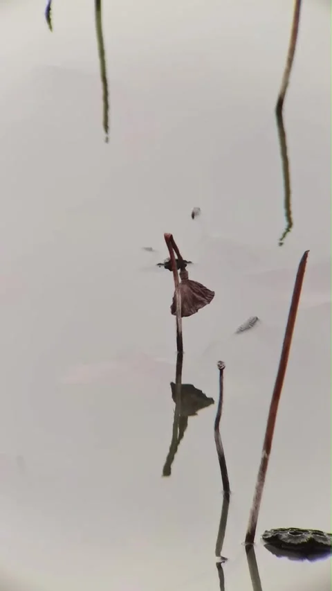 Close-up of Withered Lotus Stems Reflected in Still Pond Water, China 動画素材 337386675