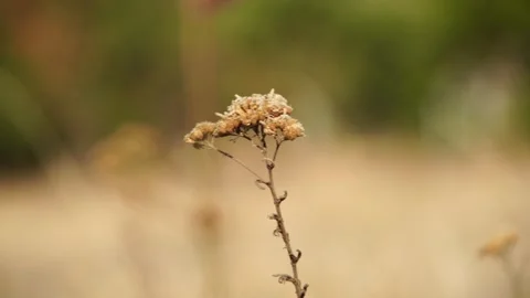 Close-Up of Withered Plant in Natural Setting Stock Footage 304697419