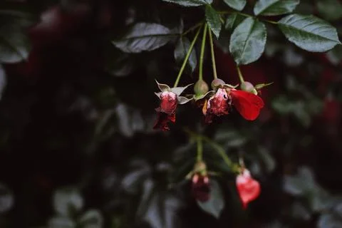 Close-up of withered red rose buds hanging on a bush with dark green leaves Stock Photos