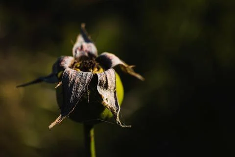Close-up of a withered rose hip seed pod with delicate spider webs outdoors Stock Photos