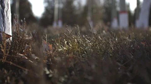 Close-up of a withered tree in winter Stock Footage 259678176