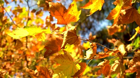 Close-Up of Withered Yellow Maple Leaves in Soft Natural Autumn Light Vídeos de archivo 341916409