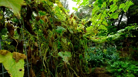 Close up of withering cucumber vines tangled to trellis and bird net Video stock 331830972