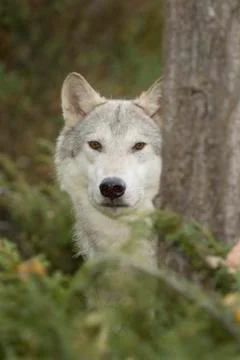 Close up of a Wolf (Canis lupus). Stock Photos