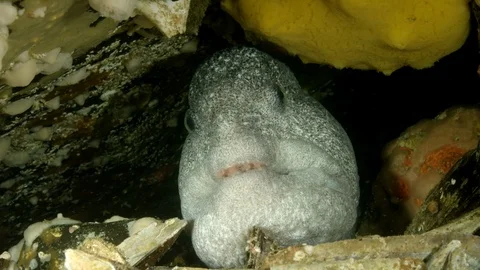 Close up Wolf eel in coral burrow Stock Footage 111254757