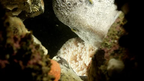 Close up Wolf eel  guards their eggs Stock-Footage 111250387