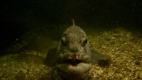 Close up of a Wolf eel lying on the sea floor revealing their teeth Stock Footage 111273756
