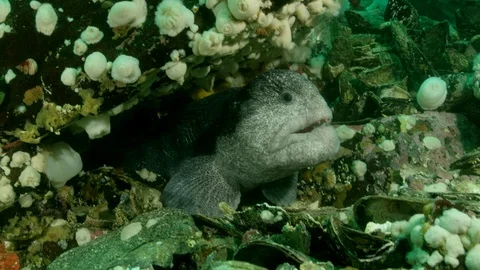 Close up Wolf eel retreats into burrow Stock Footage 111257432