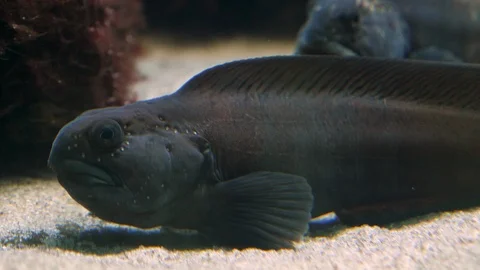 Close up of Wolf fish Stock Footage 121850953