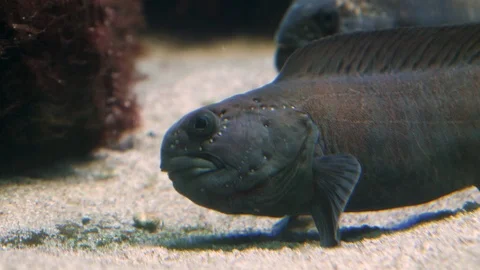 Close up of Wolf fish Stock Footage 121851193