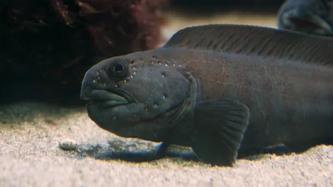 Close up of Wolf fish Stock Footage 121851207