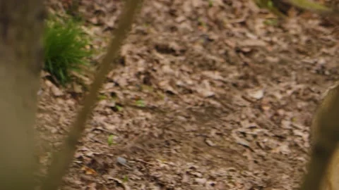 Close up Wolf Stock Footage 238991134