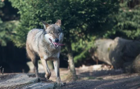 Close up on wolf pack in the forest Stock Photos
