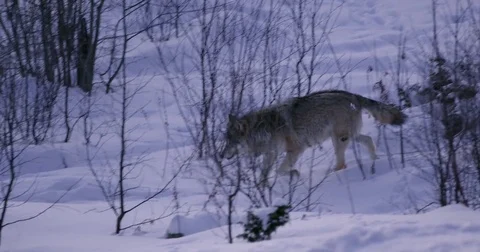 Close-up of a wolf pack walking in the forest a cold winter night Stockbeeldmateriaal 79971107