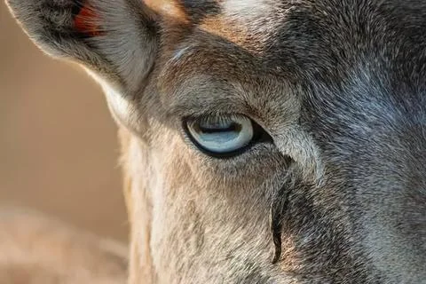 Close-up of a wolf with piercing blue eye in natural setting Stock Photos