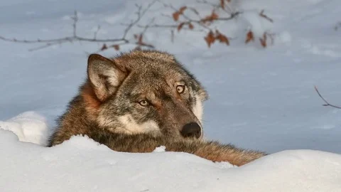 Close up of wolf resting in the snow in winter and looking backwards to camera Stock Footage 71879675