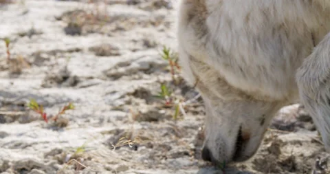 Close up Wolf smells ground Stock Footage 232547858