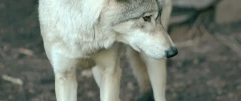 Close up wolf standing in the forest Stock Footage 168328689
