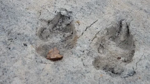 Close-up of wolf tracks on a sandy river bottom. Stock-Footage 296086263