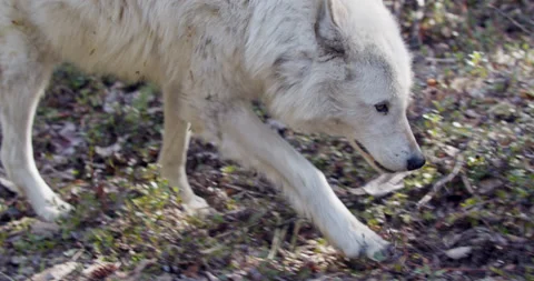Close up Wolf walks in forest 1 Stock Footage 232546155
