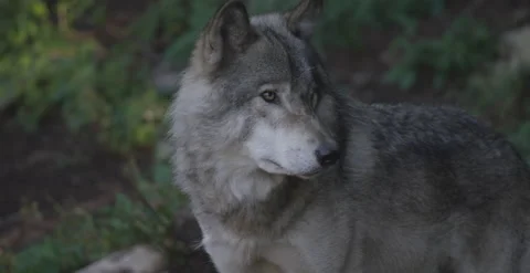 Close up wolf in the woods 1 Stock Footage 146148523