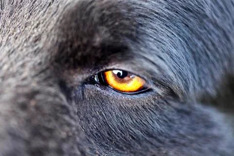 Close up of a wolf with a yellow eye Photos