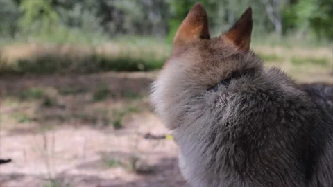 Close-up of a wolfdog, look at the camera Stock Footage 135730126
