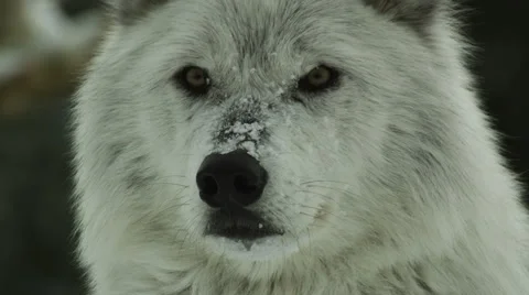Close up on wolf's face as it looks around Stock Footage 52878256