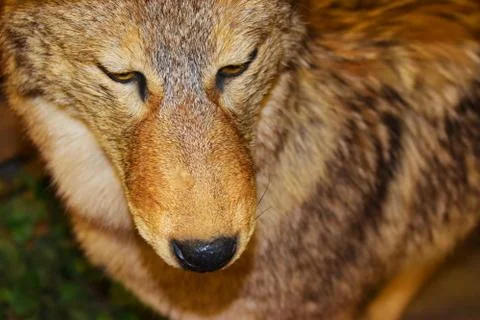 Close up of a Wolf's face Foto stock
