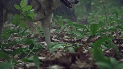 Close-up of a wolf's paws as it runs through a forest Vidéo 155850238