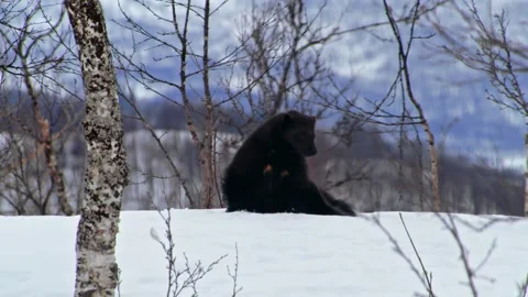 Close up of a wolverine (Gulo Gulo) Sitting in Polar park of Norway Stock Footage 244640295
